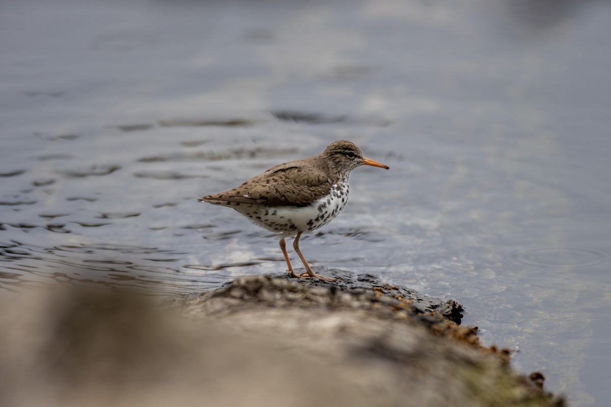 Spotted Sandpiper - ML619497050