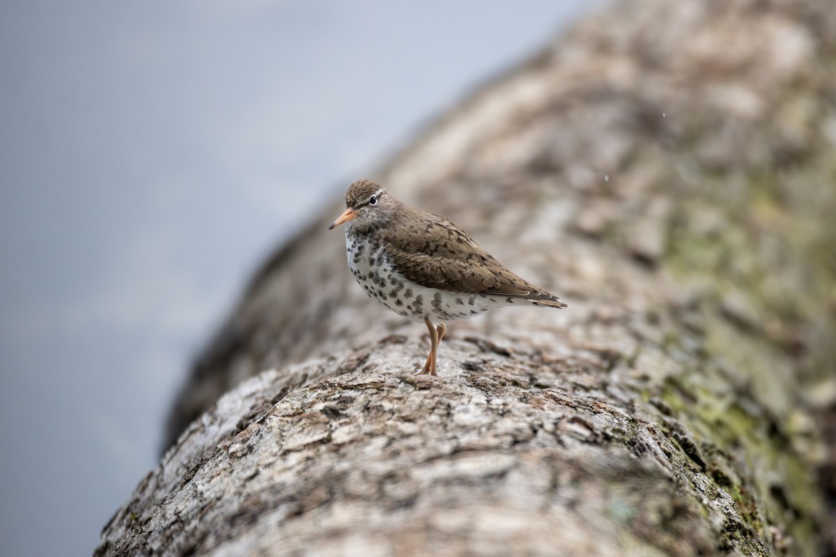 Spotted Sandpiper - Billy Tran