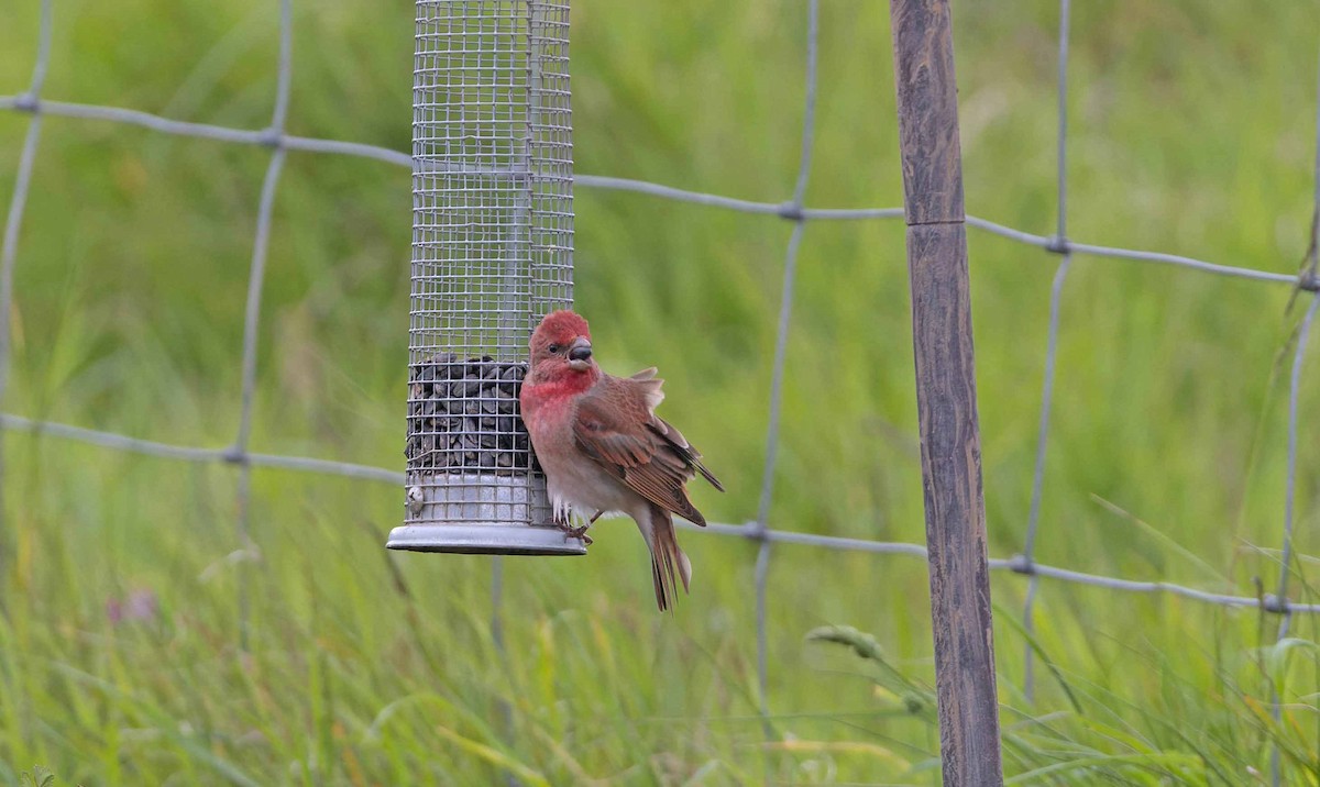 Common Rosefinch - John Hewitt