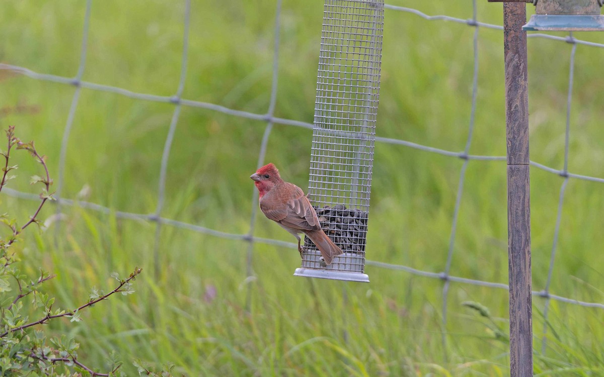 Common Rosefinch - John Hewitt