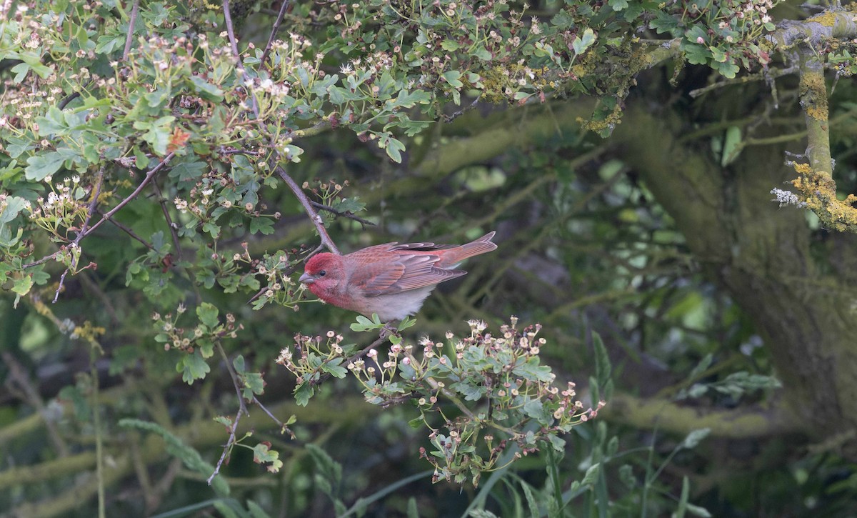 Common Rosefinch - John Hewitt