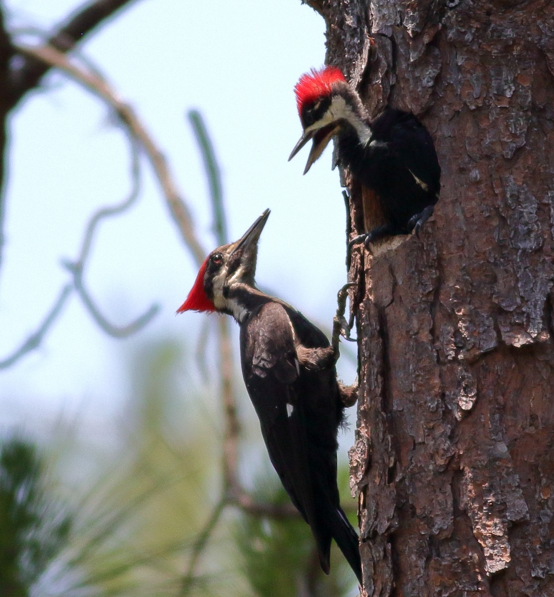 Pileated Woodpecker - ML619497061