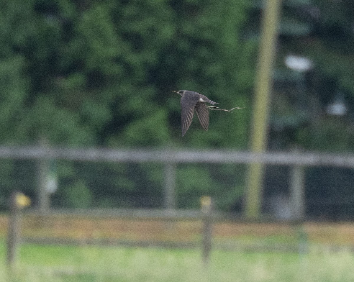 Purple Martin - Kevin Gong