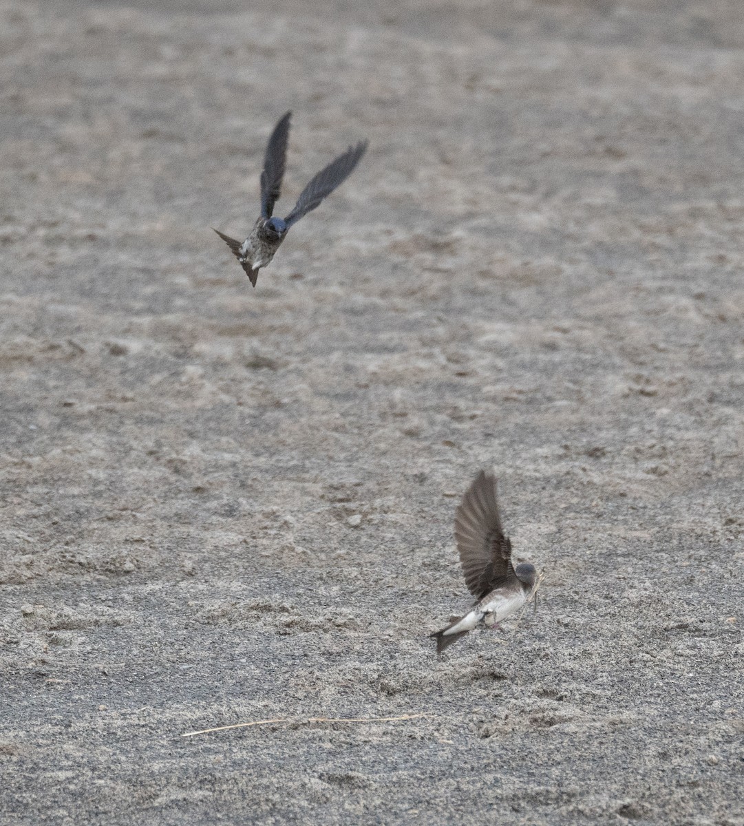 Purple Martin - Kevin Gong