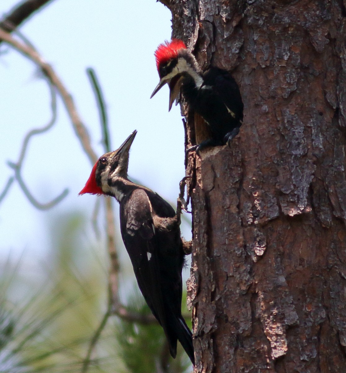 Pileated Woodpecker - Richard Stanton