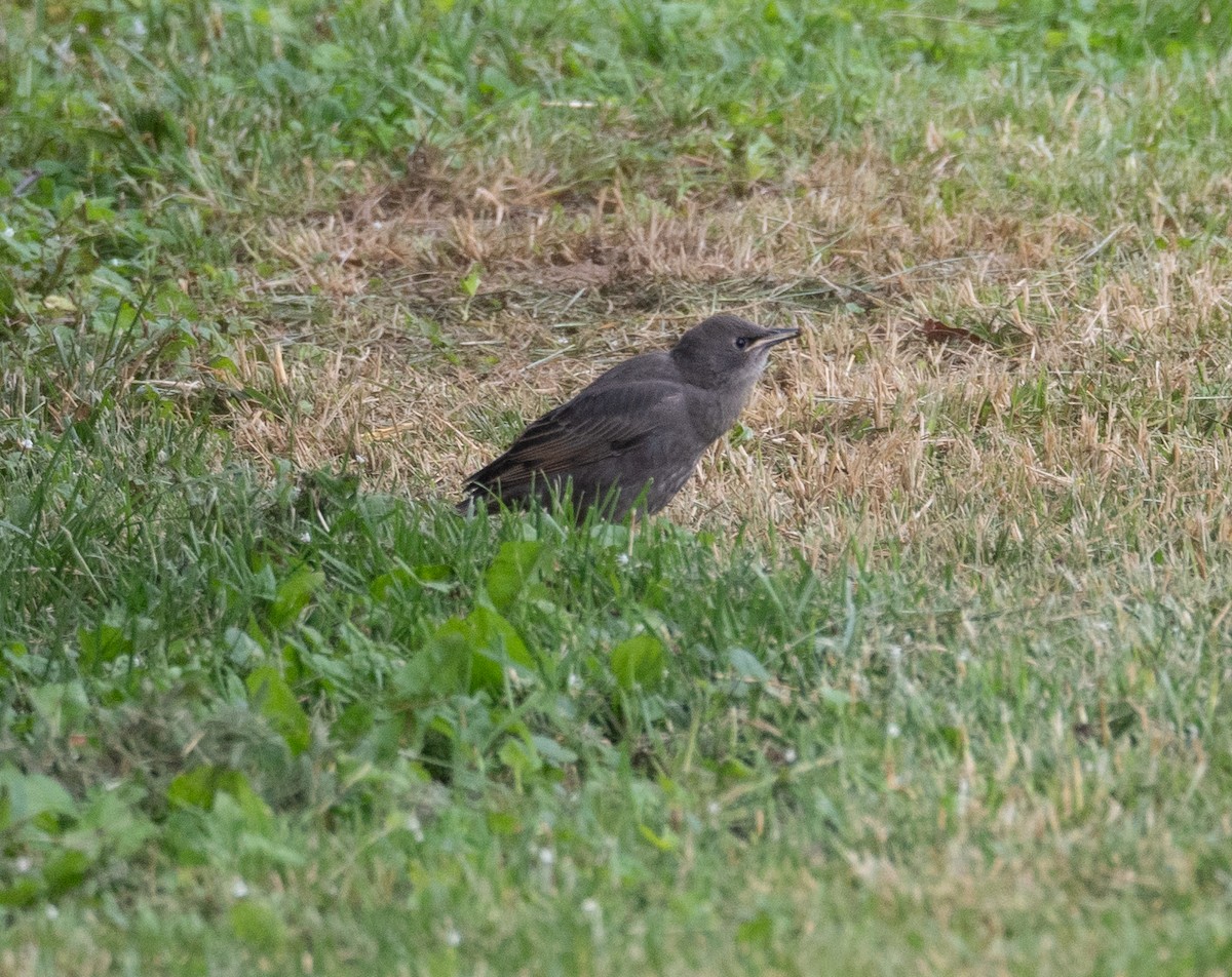 European Starling - Kevin Gong