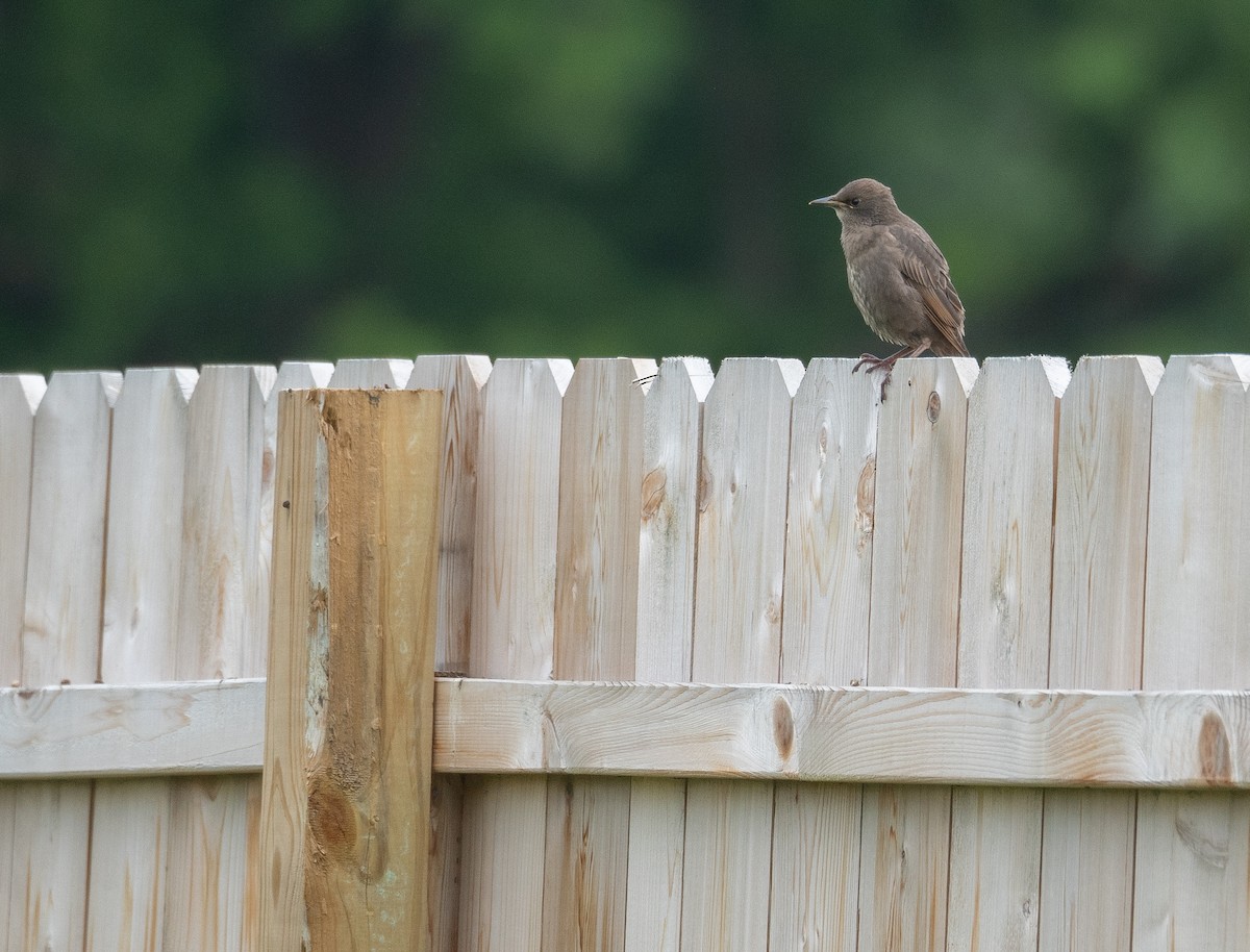 European Starling - Kevin Gong