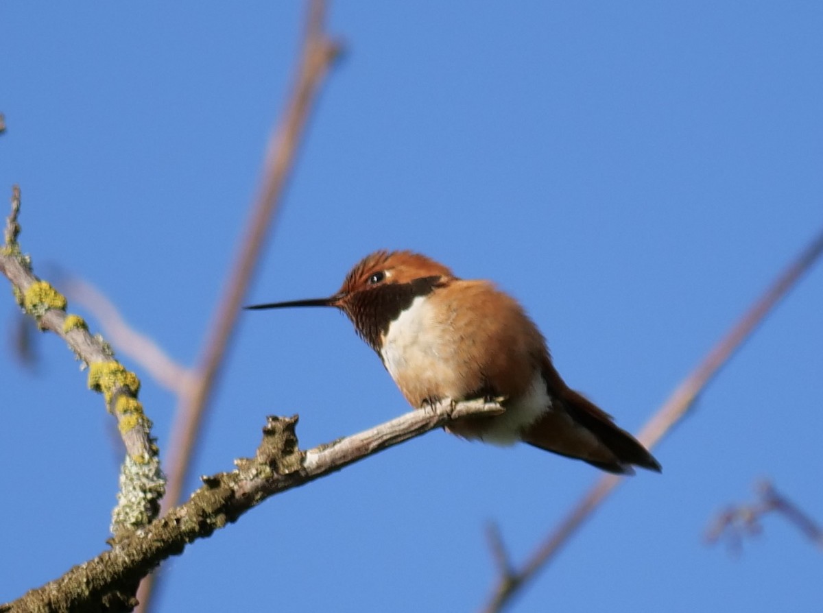 Rufous Hummingbird - Jan Bryant