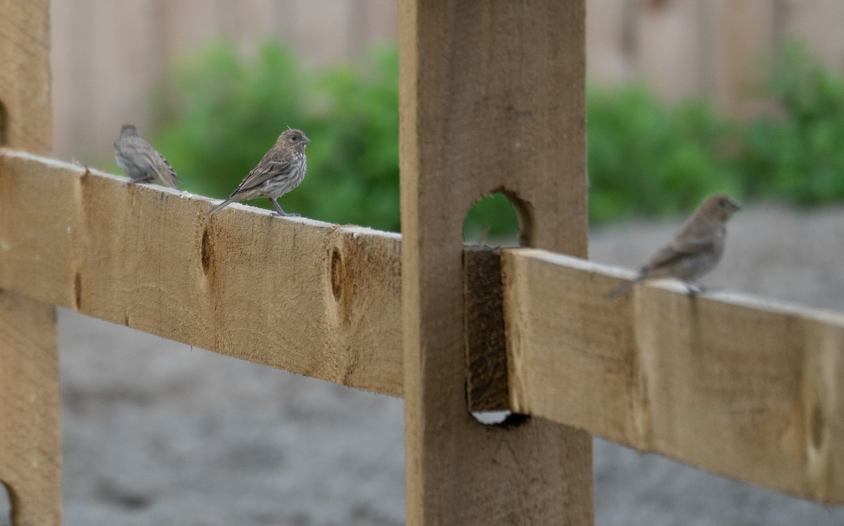 House Finch - Kevin Gong