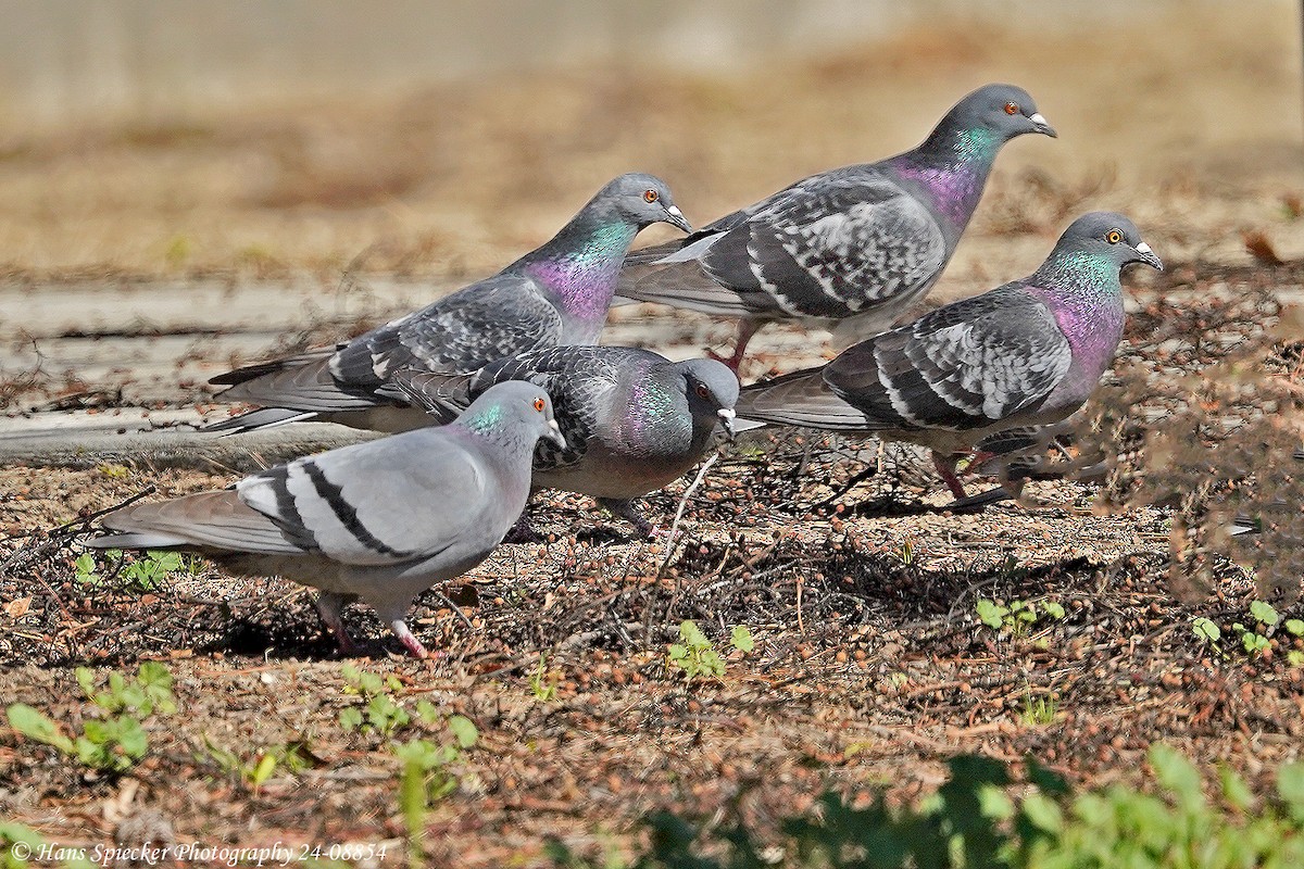 Rock Pigeon (Feral Pigeon) - Hans Spiecker