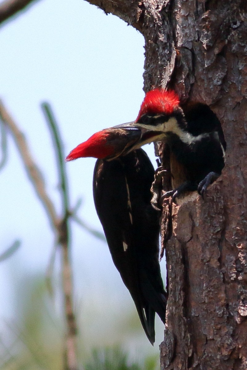 Pileated Woodpecker - Richard Stanton