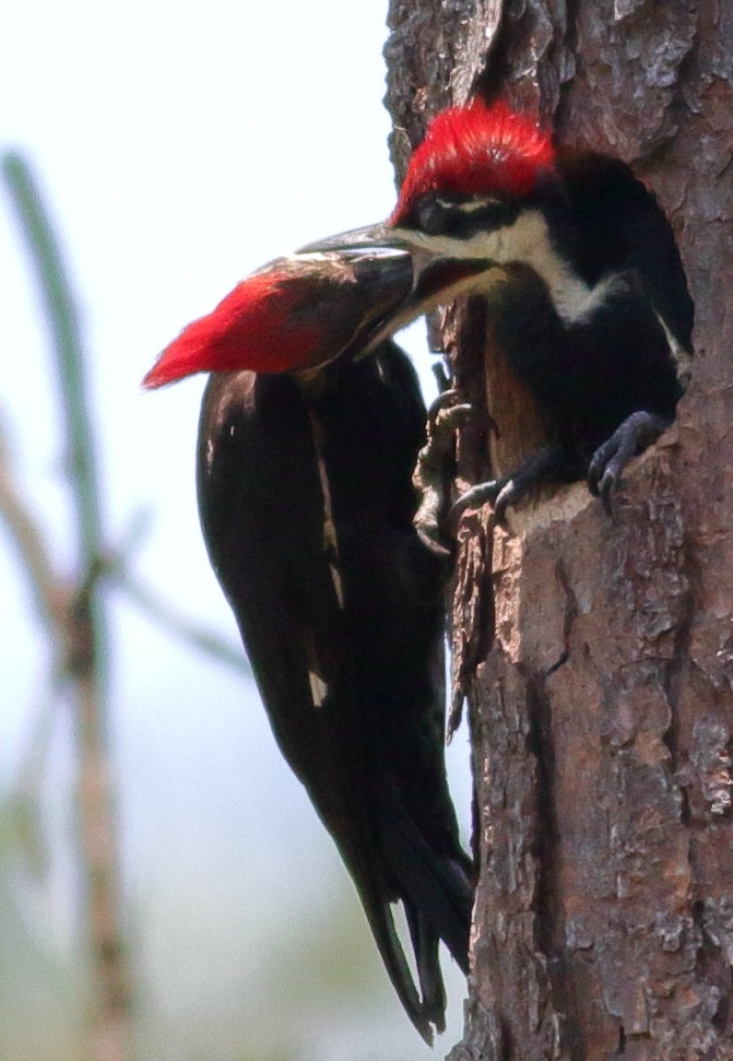 Pileated Woodpecker - Richard Stanton