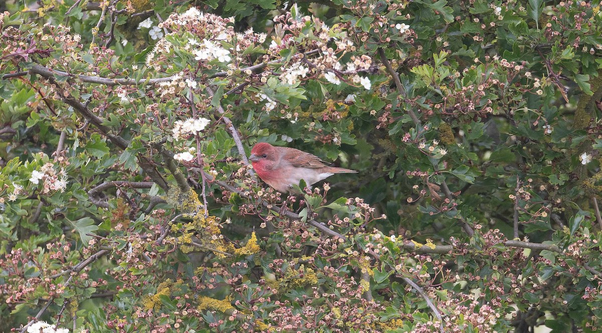 Common Rosefinch - John Hewitt