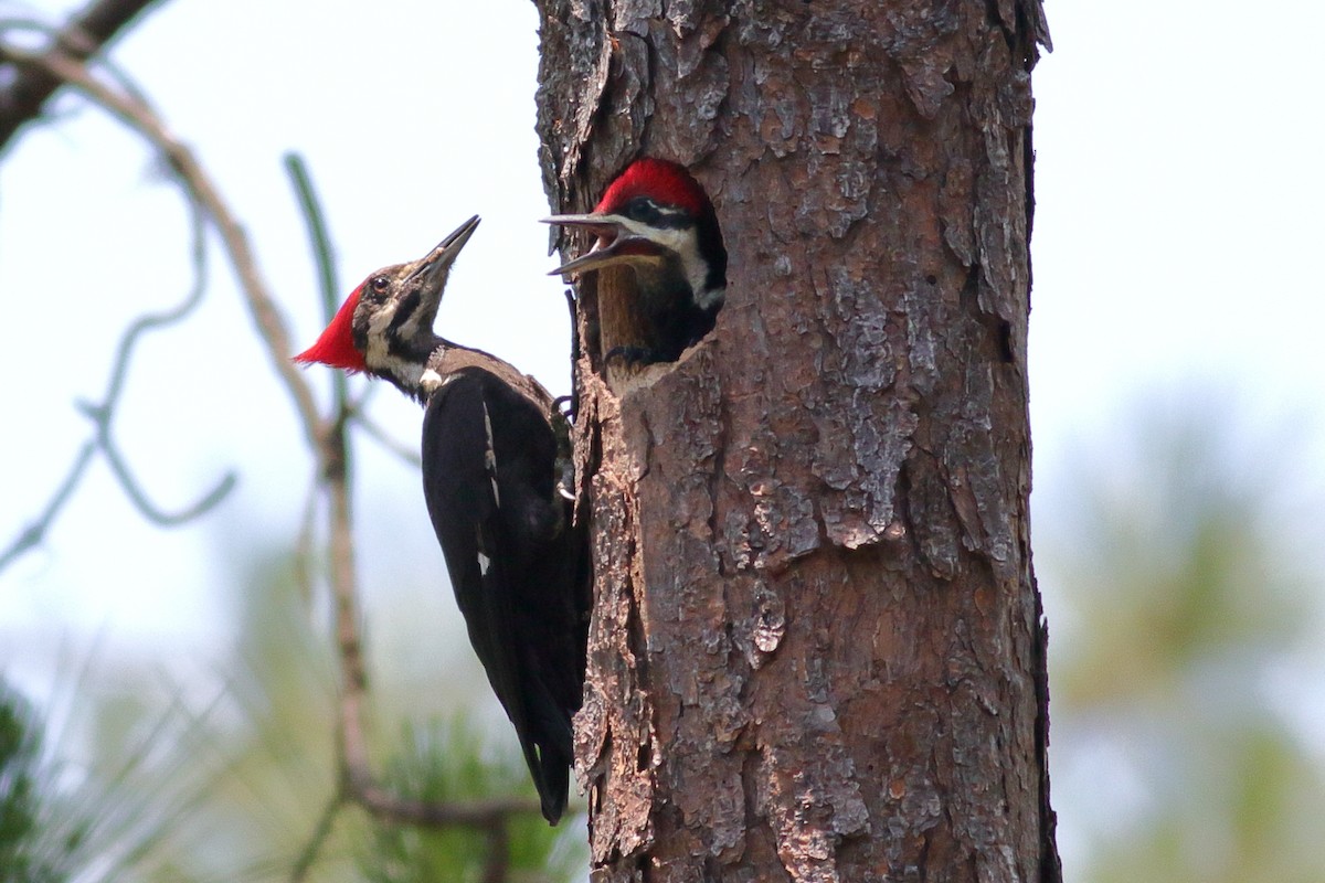 Pileated Woodpecker - Richard Stanton