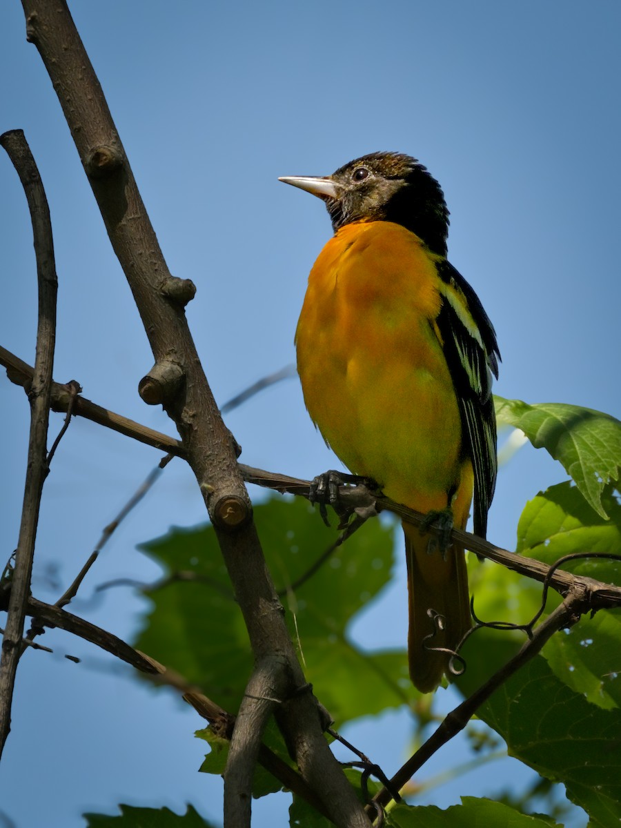 Baltimore Oriole - Myron Peterson