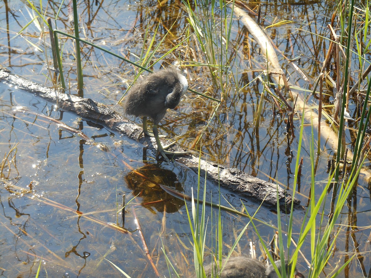 American Coot - ML619497096