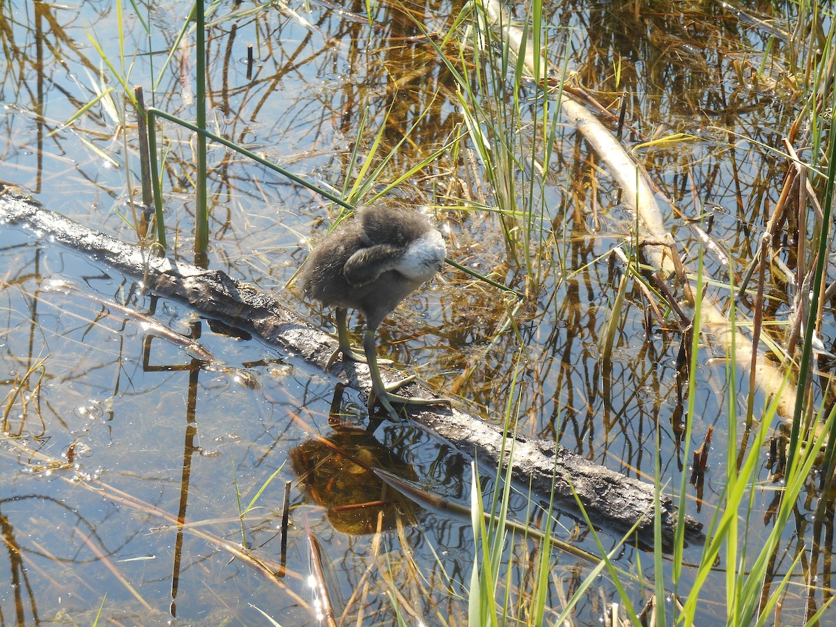 American Coot - ML619497097