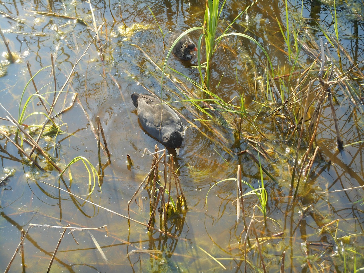 American Coot - Kelsey Poloney
