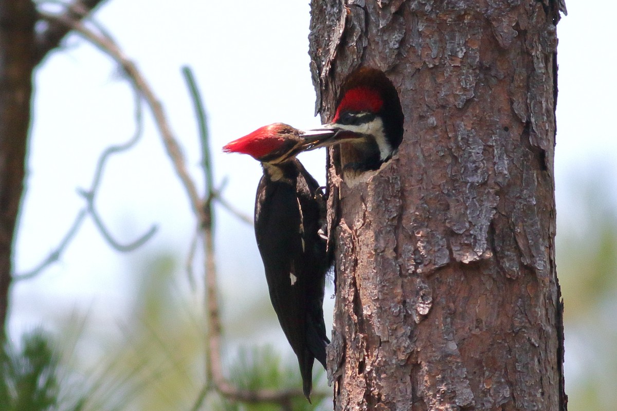 Pileated Woodpecker - Richard Stanton