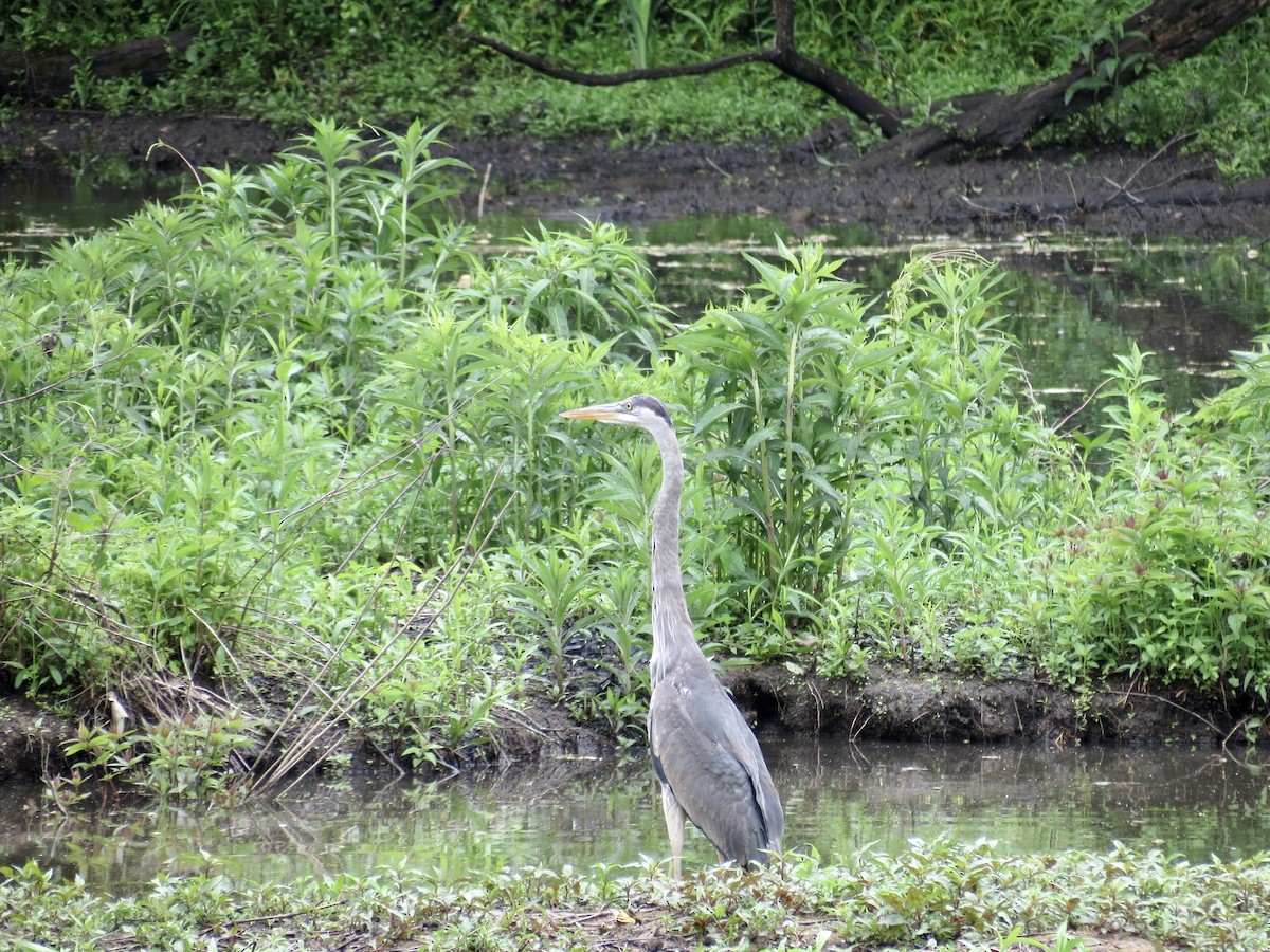 Great Blue Heron - Frank Durso