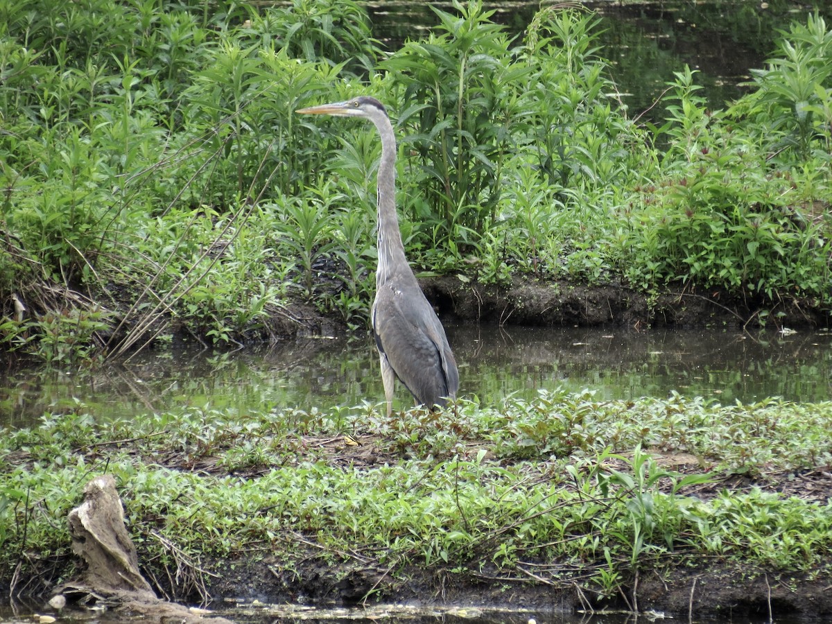 Great Blue Heron - Frank Durso