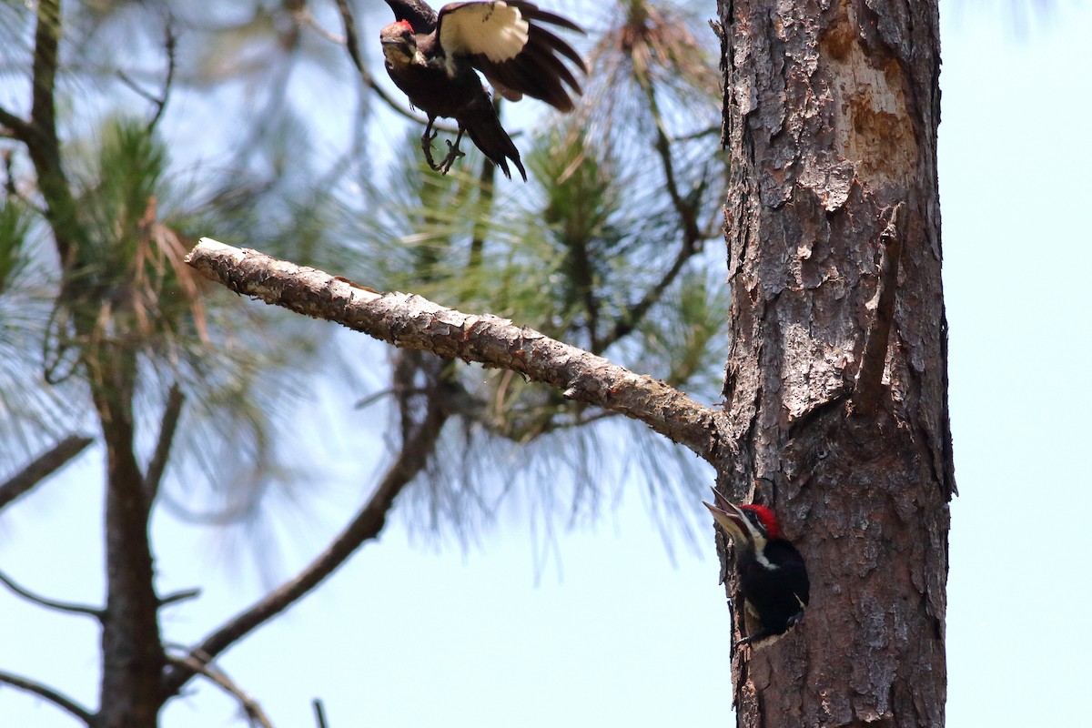 Pileated Woodpecker - Richard Stanton