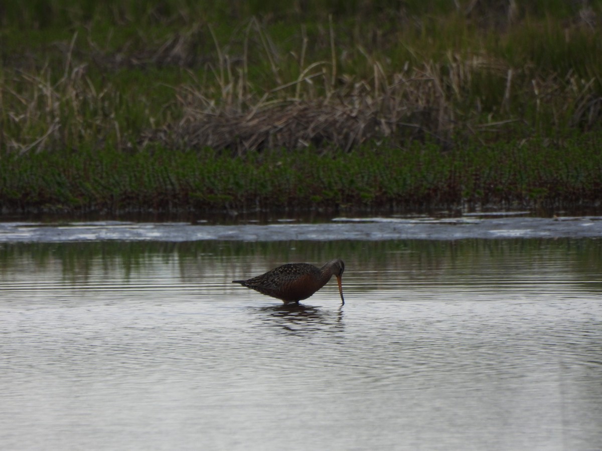 Hudsonian Godwit - Lachlan Bebout