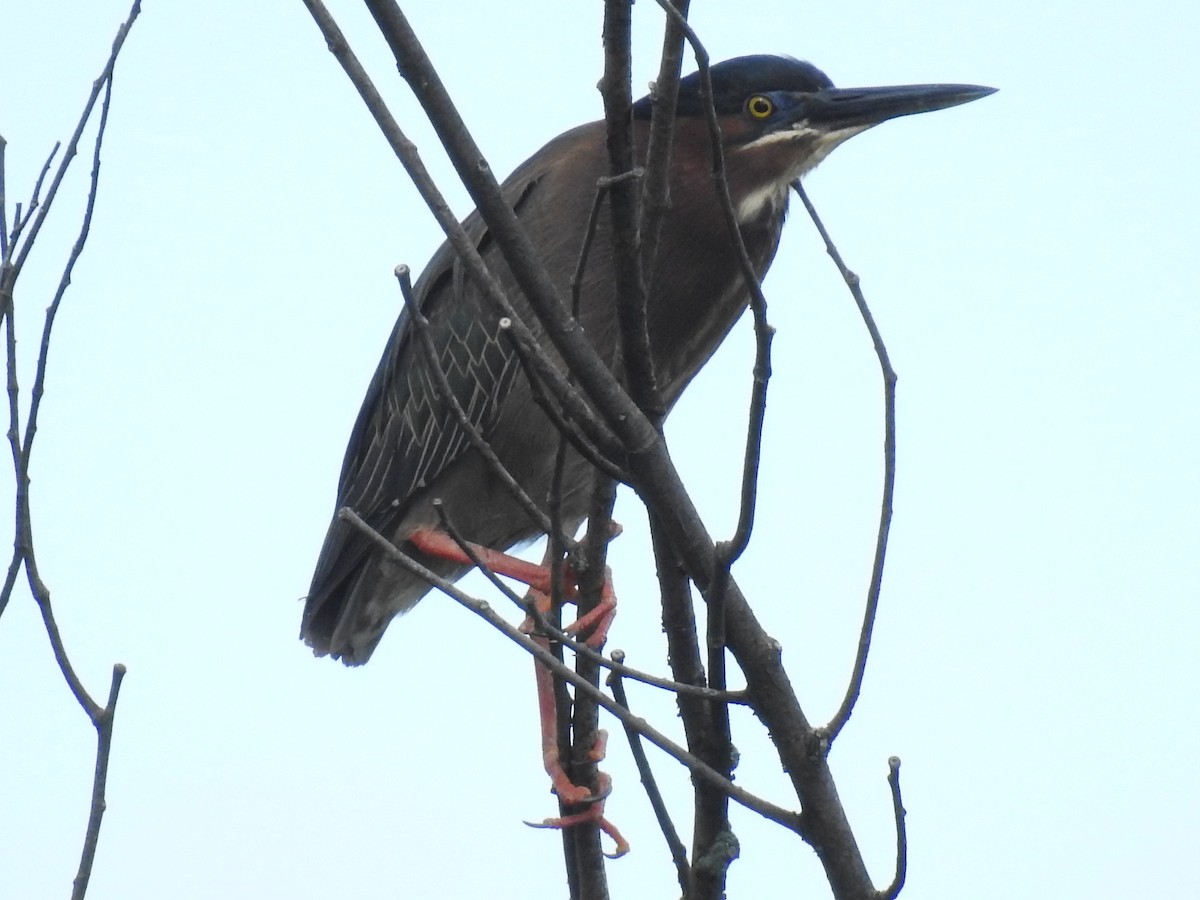 Green Heron - Jean W. Côté