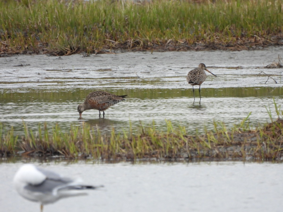 Hudsonian Godwit - Lachlan Bebout