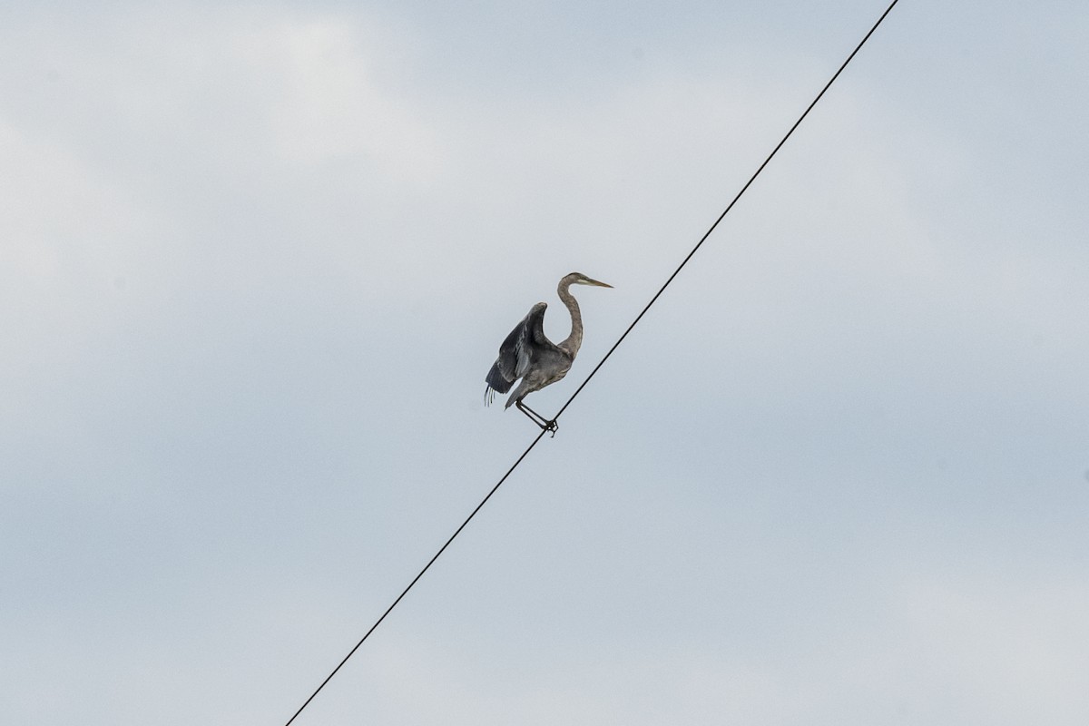 Great Blue Heron - Sarah Draper