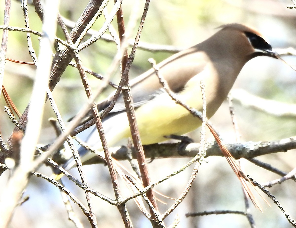 Cedar Waxwing - Laura Wilson