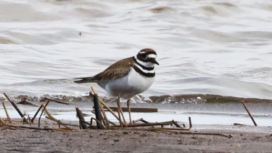 Killdeer - Aarre Ertolahti