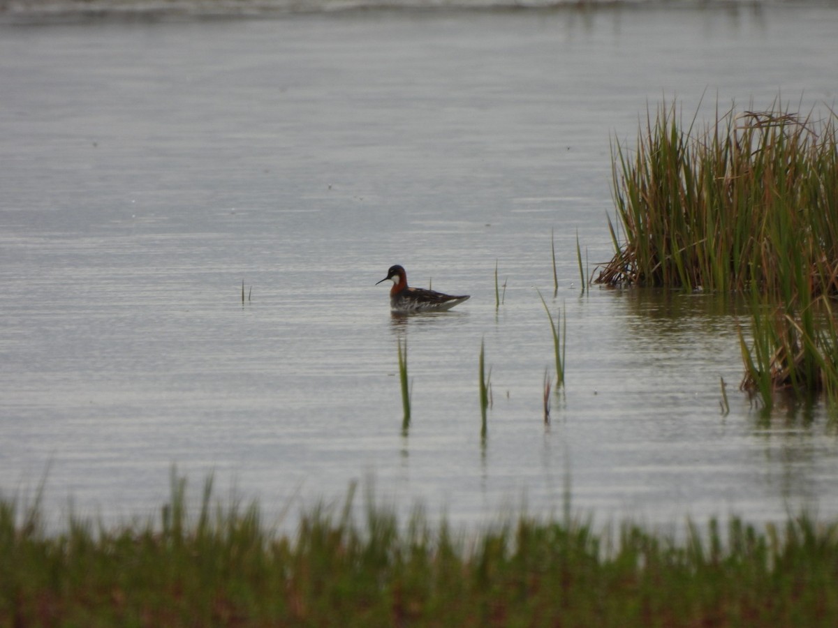 Red-necked Phalarope - ML619497129