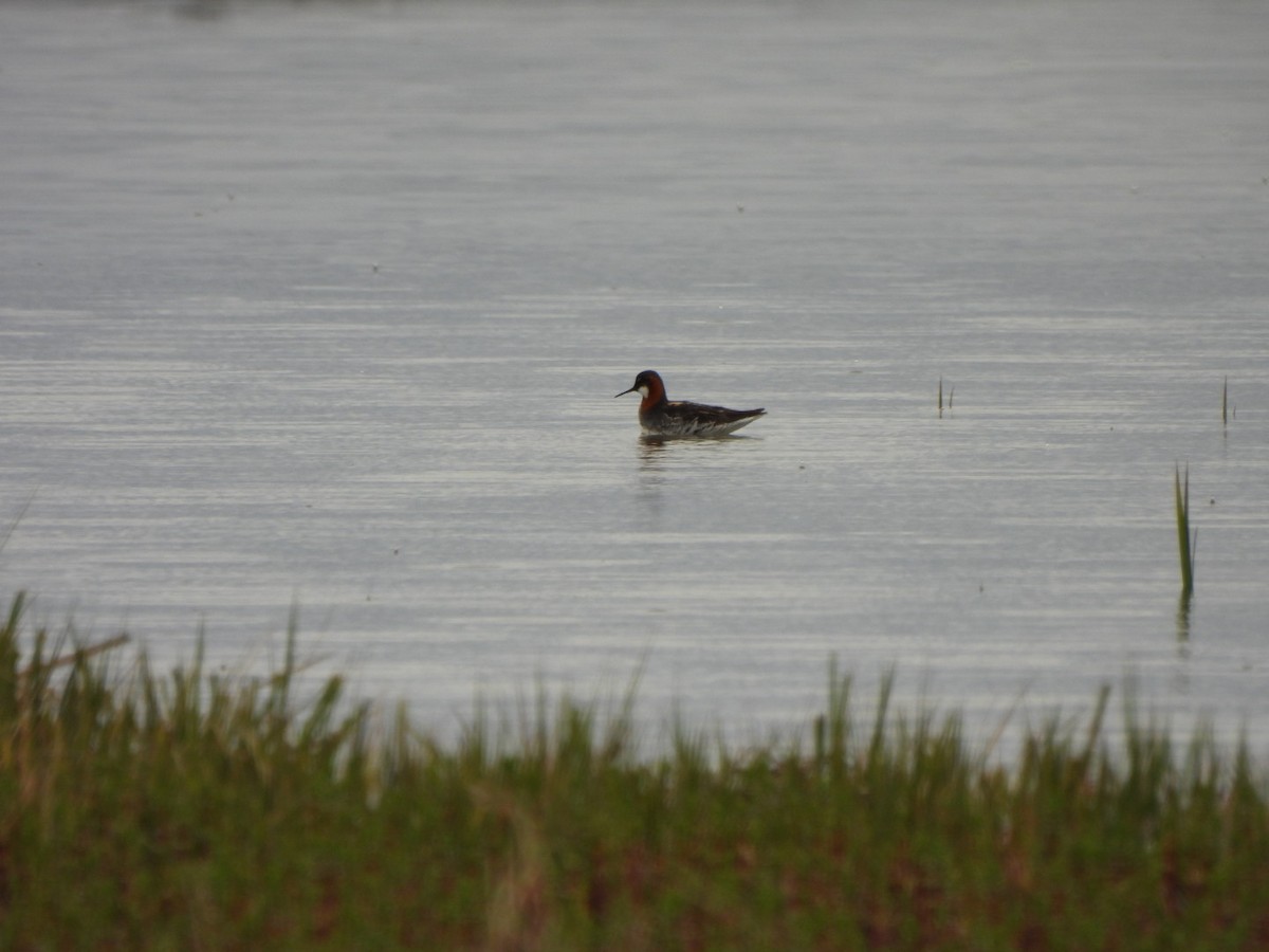 Red-necked Phalarope - ML619497130