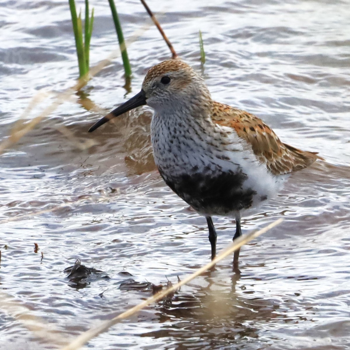 Dunlin - Aarre Ertolahti