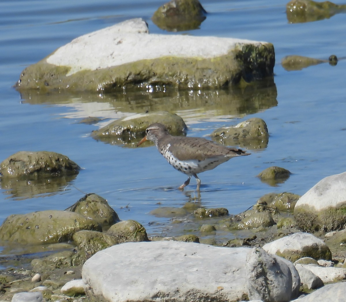 Spotted Sandpiper - Hin Ki  & Queenie  Pong