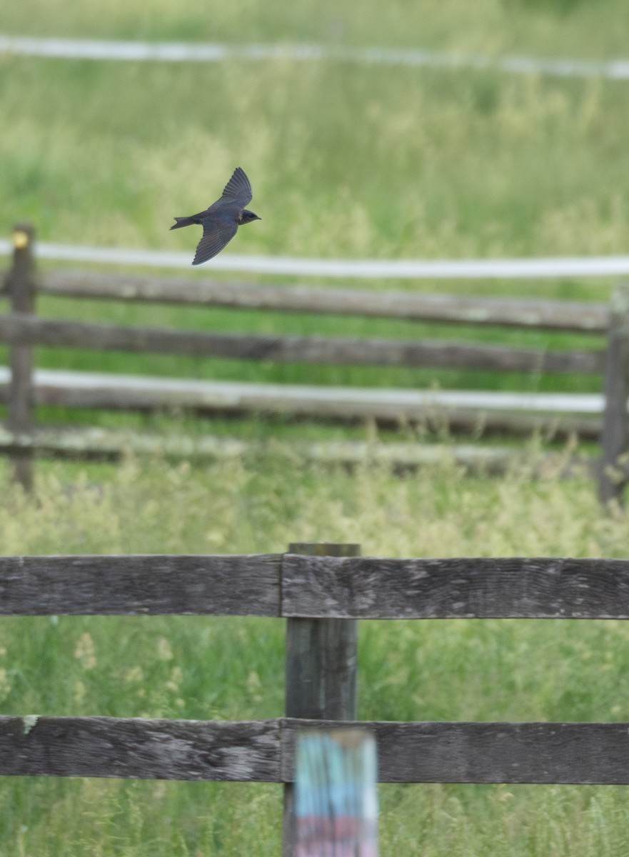 Purple Martin - Kevin Gong