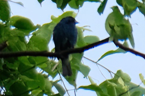 Indigo Bunting - Cindy Gimbert