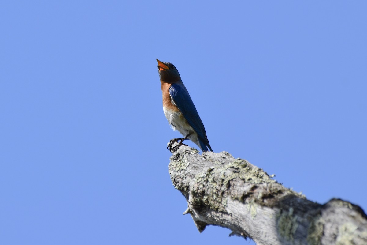 Eastern Bluebird - Amanda Davis