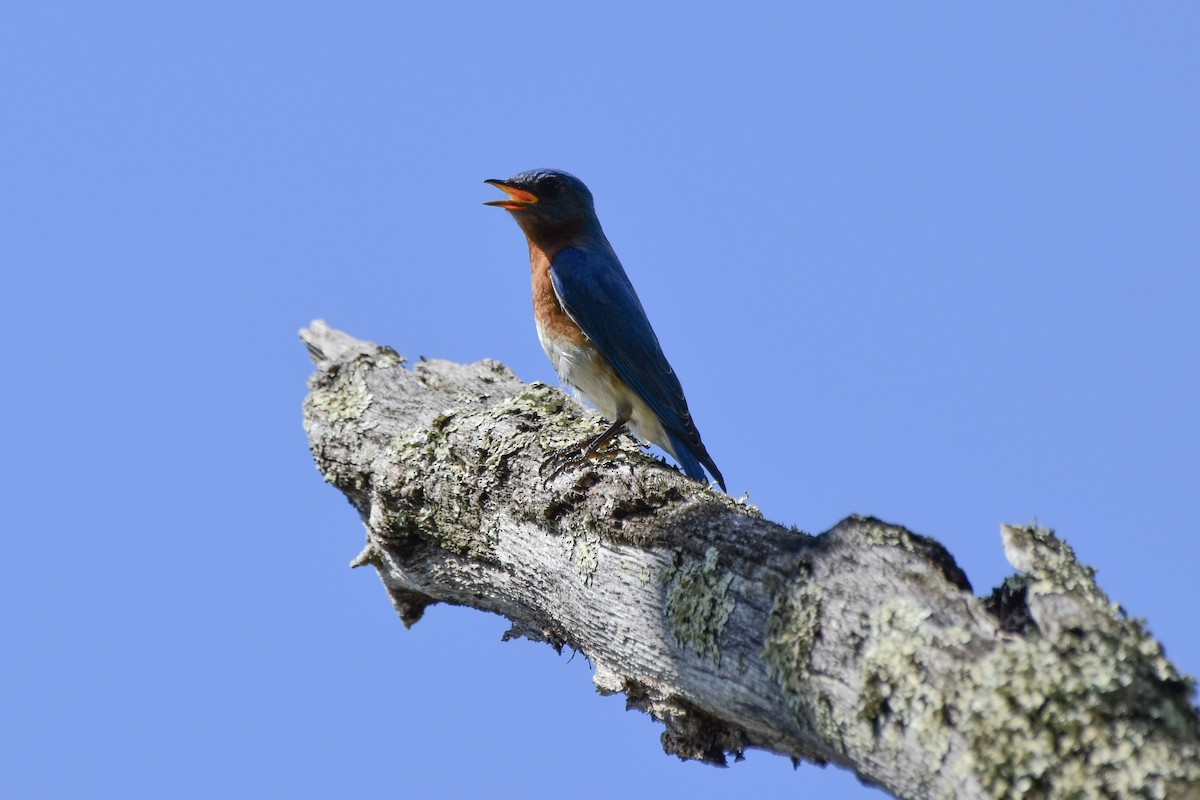 Eastern Bluebird - Amanda Davis