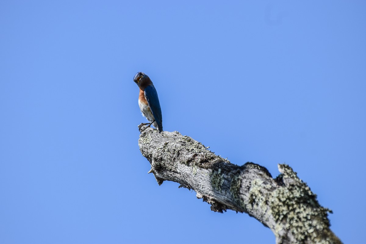 Eastern Bluebird - Amanda Davis