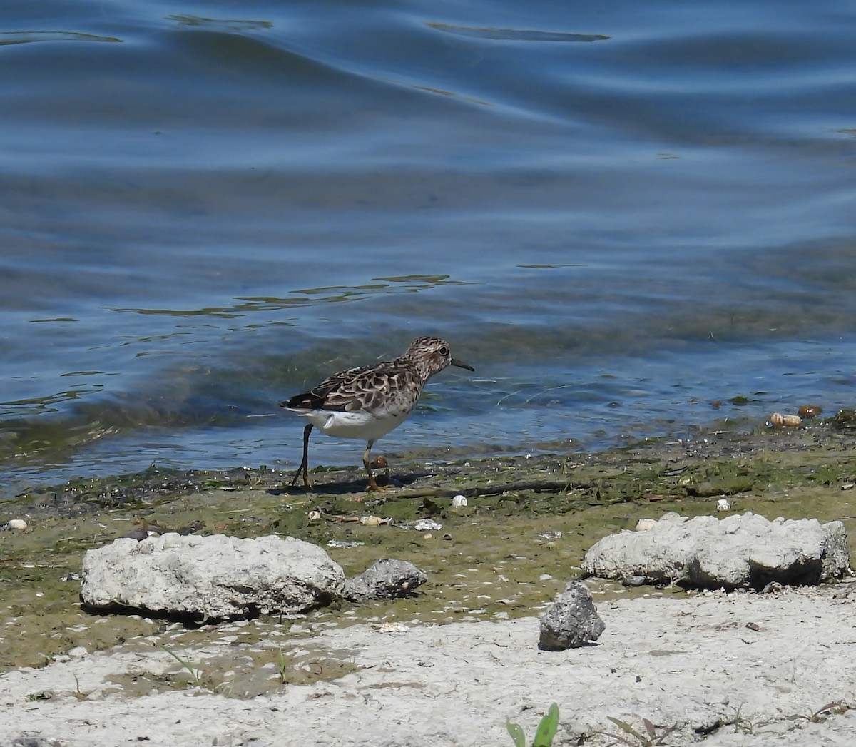 Least Sandpiper - Hin Ki  & Queenie  Pong