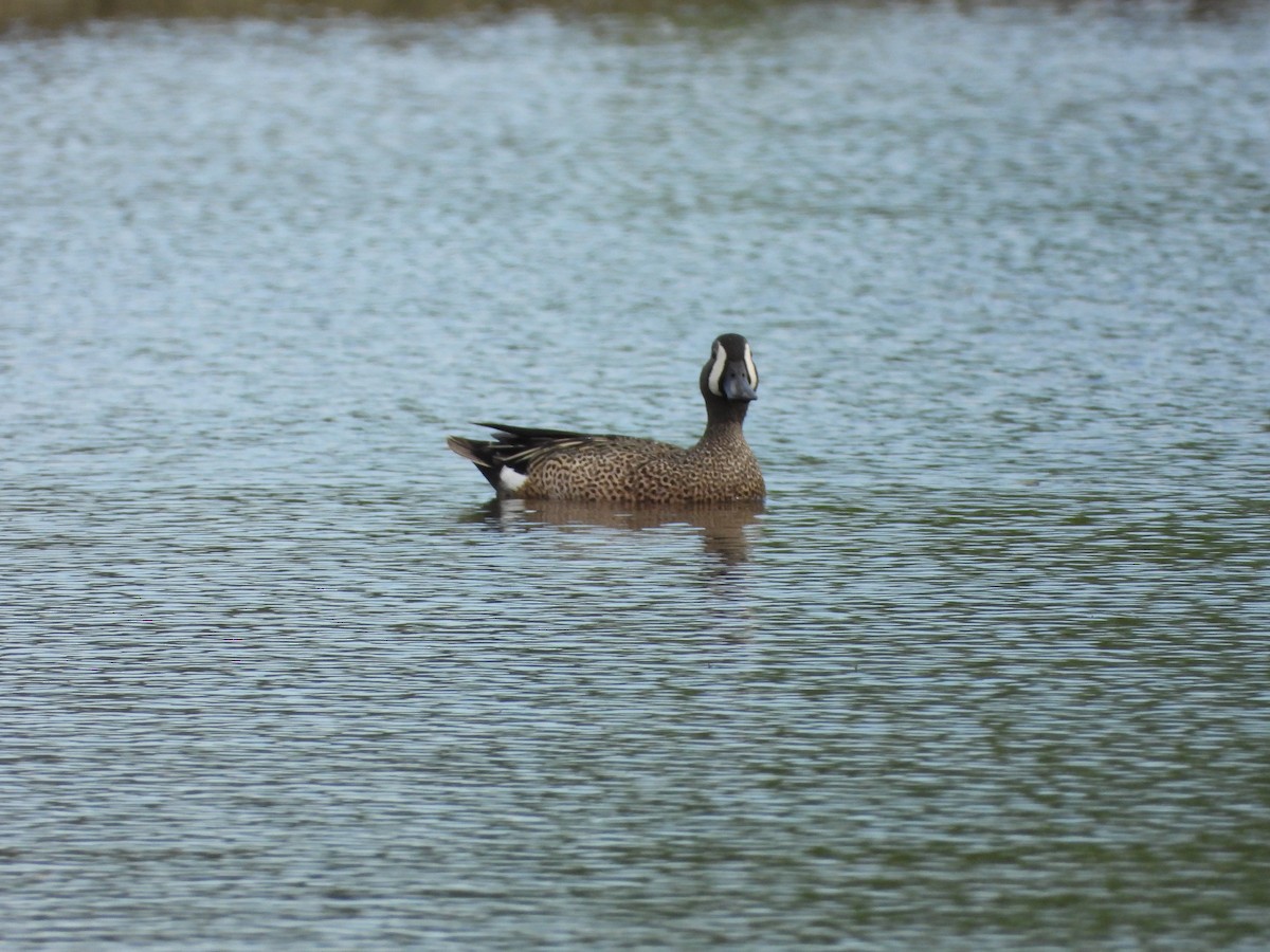 Blue-winged Teal - Serge Benoit