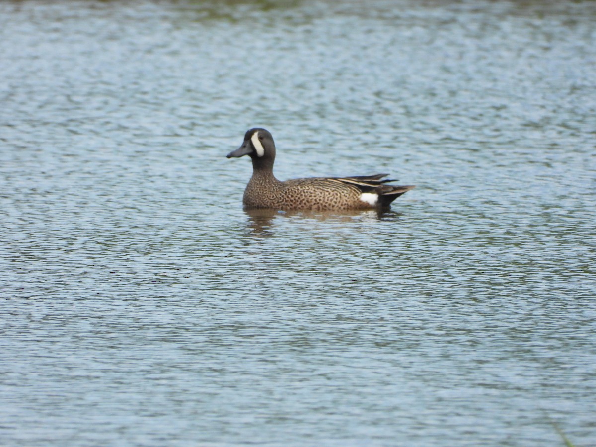 Blue-winged Teal - Serge Benoit