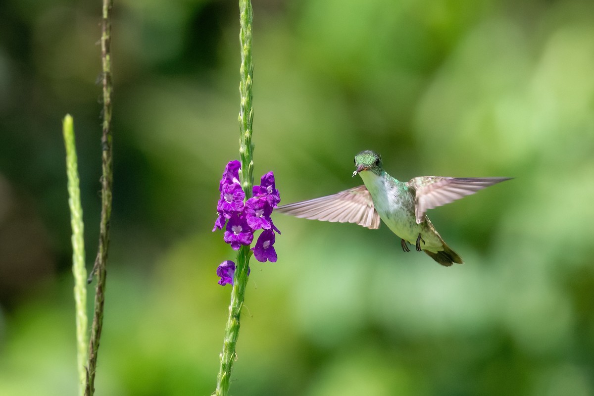 White-bellied Emerald - Mario Córdoba H.