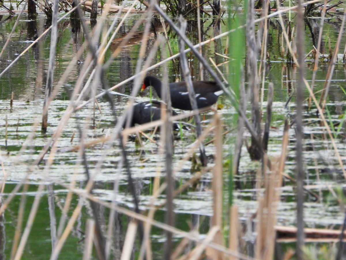 Common Gallinule - Serge Benoit