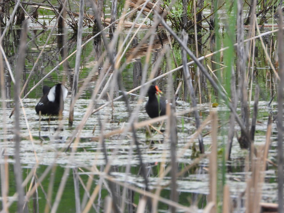 Common Gallinule - Serge Benoit