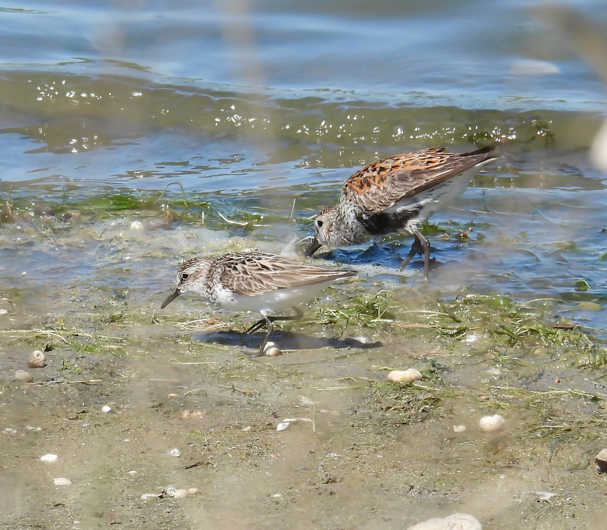 Semipalmated Sandpiper - Hin Ki  & Queenie  Pong