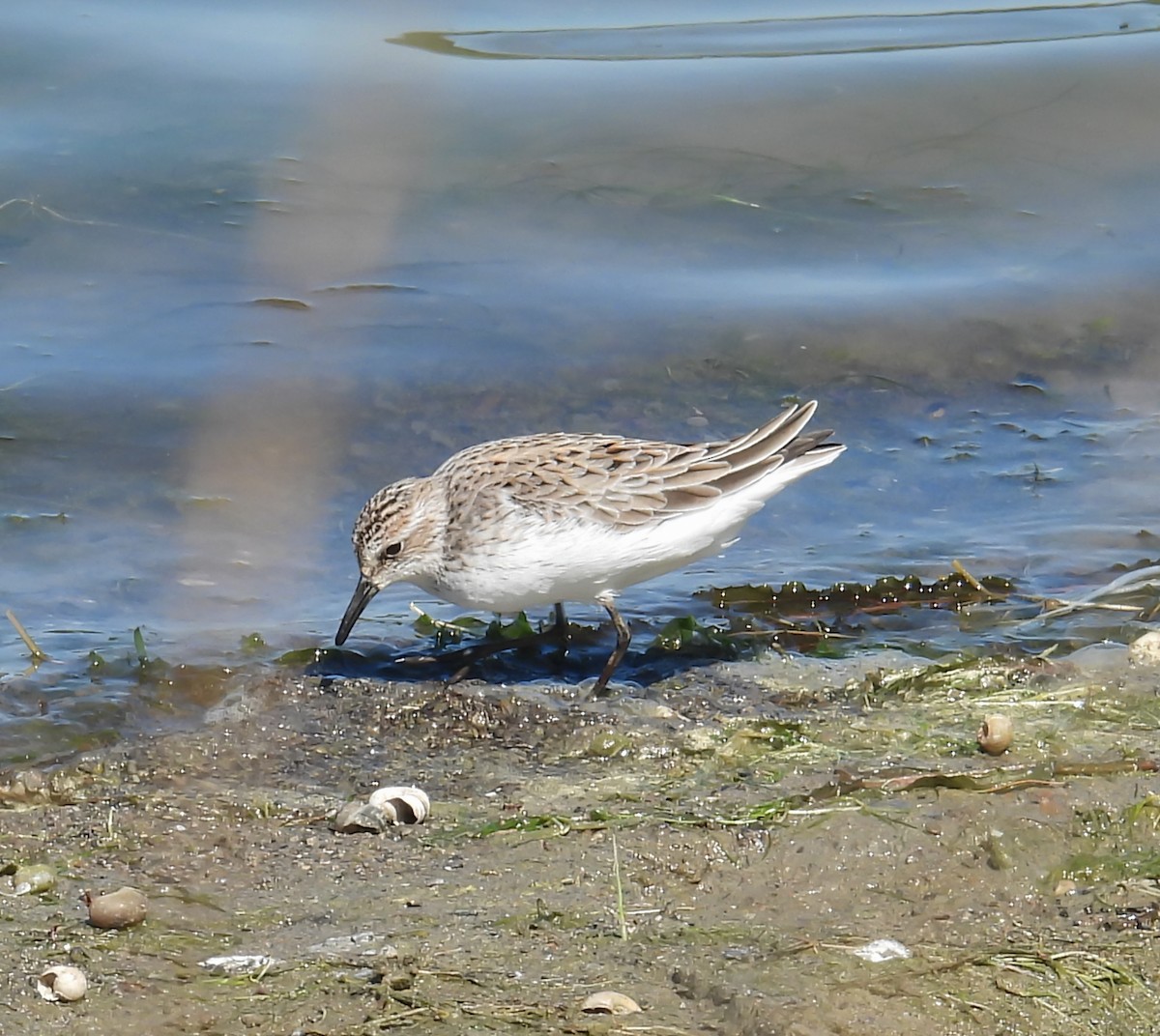 Semipalmated Sandpiper - Hin Ki  & Queenie  Pong