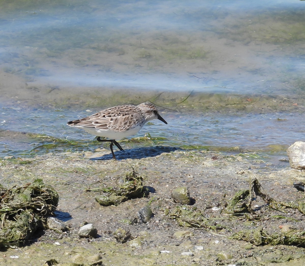 Semipalmated Sandpiper - Hin Ki  & Queenie  Pong